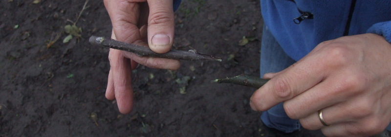 Fruitbomen veredelen