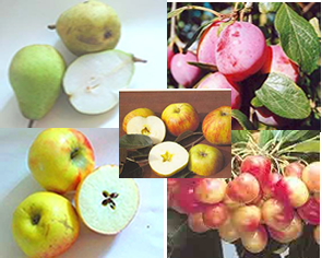 fruitboom