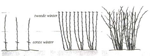 snoeien framboos