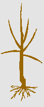 struikvorm laagstam fruitboom