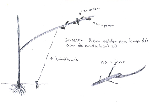 fruitbomen snoei 2